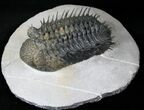 Top Quality Spiny Drotops Armatus Trilobite - #14443-6